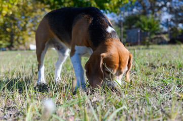 A tricolor beagle with white, brown, and black fur sniffs the grass.