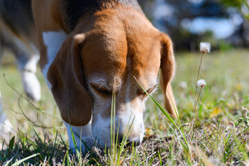 A tricolor beagle with white, brown, and black fur sniffs the grass.