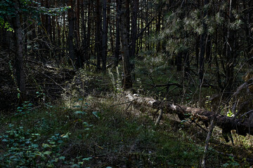 Dense forest with tall trees fallen log on ground sunlight filtering through branches creating dappled light effect lush green undergrowth scattered leaves and twigs serene natural woodland scene