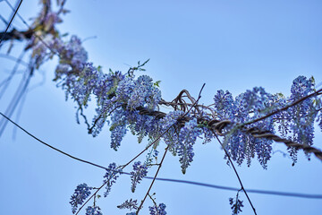 Purple wisteria flowers blooming on vine against clear blue sky close-up nature background spring floral beauty gardening plant growth outdoor scenery