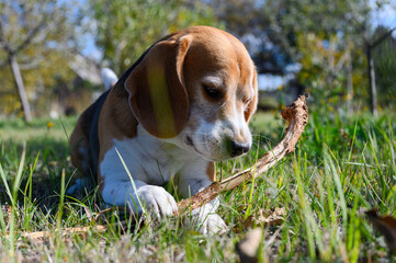 A tricolor beagle with white, brown, and black fur lies on the grass, chewing a stick.