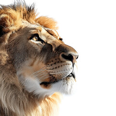 Majestic Close-Up of a Lion Isolated on Transparent Background for Regal Wildlife and Nature Design Concepts