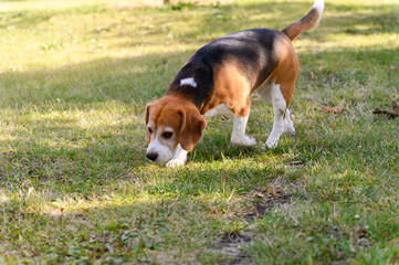 A tricolor beagle with white, brown, and black fur sniffs the grass.