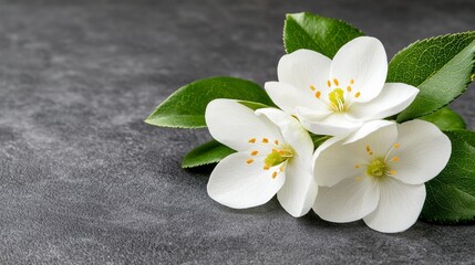 Fototapeta premium three white jasmine flowers with green leaves on a gray background The flowers have delicate petals and are arranged in a cluster, with the leaves providing a vibr