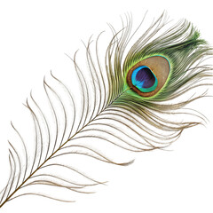 Vibrant Peacock Feather Detailed Closeup Exotic Bird Plume