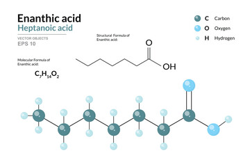 Enanthic Acid. Heptanoic Acid. Structural Chemical Formula and 3d Model of Molecule. C7H14O2. Atoms with Color Coding. Vector Graphic Illustration for Educational Materials, Scientific Articles