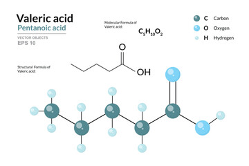 Valeric Acid. Pentanoic Acid. Structural Chemical Formula and 3d Model of Molecule. C5H10O2. Atoms with Color Coding. Vector Graphic Illustration for Educational Materials, Scientific Articles