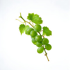 Grape branch isolated on white background. Vine with green fresh leaves and tendrils. Grapevine. Sprig with leaves of grapevine. 