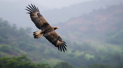 Fototapeta premium Majestic Eagle Soaring Above Lush Green Mountains in Nature's Glory