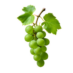 Obraz premium Grape branch isolated on white background. Vine with green fresh leaves and tendrils. Grapevine. Sprig with leaves of grapevine. 