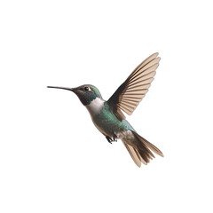 Fototapeta premium Graceful Hummingbird in Flight Isolated on Transparent Background for Lively Wildlife and Aerial Design Concepts