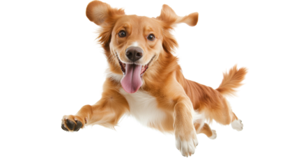 Happy golden retriever running with transparent background