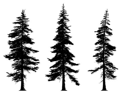Abies concolor silhouettes. Pine fir tree tall tree isolated premium vector image, black shapes