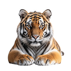 Obraz premium Majestic Tiger Lying Down and Gazing at the Camera Isolated on Transparent Background for Wildlife and Nature Design Concepts