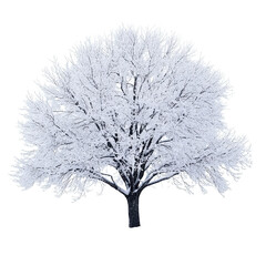 Fototapeta premium Serene Tree Covered in Snow Isolated on Transparent Background for Winter Landscape and Nature Design Concepts