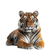 Majestic Tiger Lying Down and Gazing at the Camera Isolated on Transparent Background for Wildlife and Nature Design Concepts
