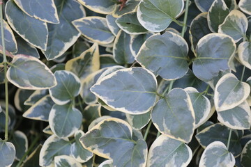 leaves of street ficus on background