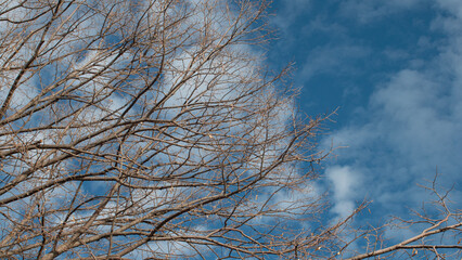 Branches of a leafless tree and behind it the blue sky with white clouds