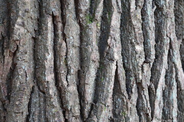 wood texture close up