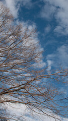 Branches of a leafless tree and behind it the blue sky with white clouds