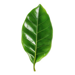 Fototapeta premium transparent background, PNG, A single ficus leaf, smooth and glossy, rich green tones
