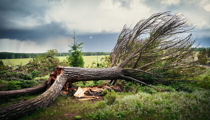 Obraz premium broken tree after a storm