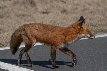 Red Fox