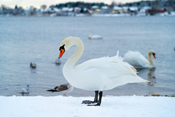 A white swan stands in the snow by the river