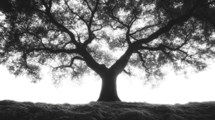 Majestic Oak Silhouette: A solitary oak tree, its branches reaching towards the sky, stands silhouetted against a bright background in a striking monochrome image.