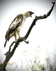 red tailed hawk