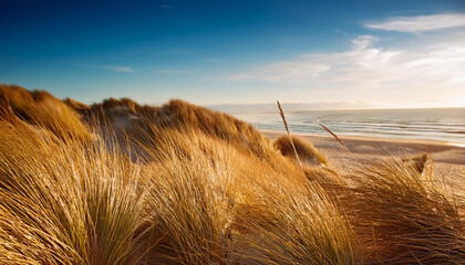 golden dune grass at the beach