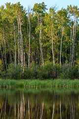 A forest with a lake in the background