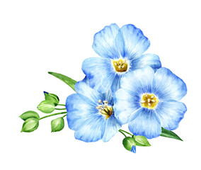 Fototapeta premium Blue flax flowers. Watercolor hand painted illustration isolated on white background