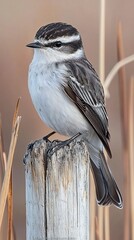 Obraz premium HD Phone Wallpaper Striking Grey and White Bird Perched on Weathered Wooden Post in Natural Habitat