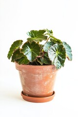 Vibrant Begonia Maculata flourishing in a trendy terracotta pot against a clean white backdrop
