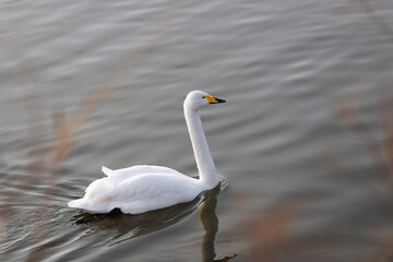 川面に浮かぶ白鳥