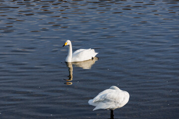 川面に浮かぶ白鳥