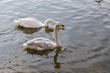 川面に浮かぶ白鳥