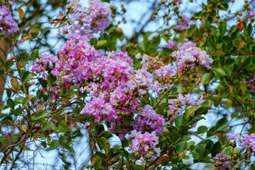 鮮やかに咲くサルスベリの花