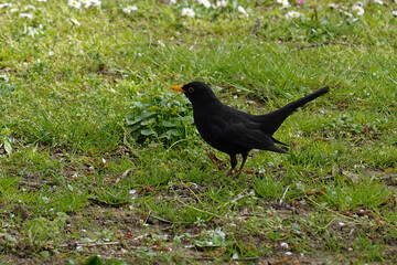Amsel im Park auf der suche nach Futter