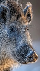 Fototapeta premium HD Phone Wallpaper Close up Portrait of a Wild Boar Winter Frost on Fur Detailed Headshot