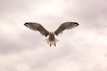 Obraz premium White seagull gliding through a cloudy sky, wings spread wide in perfect symmetry. Its gaze meets the camera, with black-tipped feathers contrasting against the soft, grayish-white clouds.