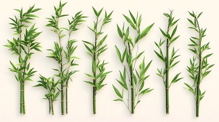 Bamboo growth showcase nature plant arrangement indoor top view greenery