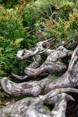 roots in the forest