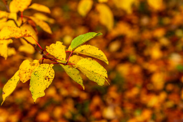 Golden autumn leaves on a branch. Close-up of yellow autumn leaves with a single green leaf on a blurred golden foliage background. Vivid fall colors and seasonal transition in nature.