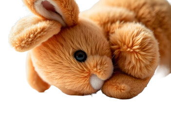 Lop rabbit, 6 months old, in front of white background