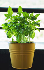 Green indoor plant in yellow pot on window sill surrounded by bright natural light