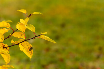 Yellow leaves on a branch during fall. Vibrant golden leaves, set against a blurred green background with negative space at right. Capturing the beauty of seasonal change in nature