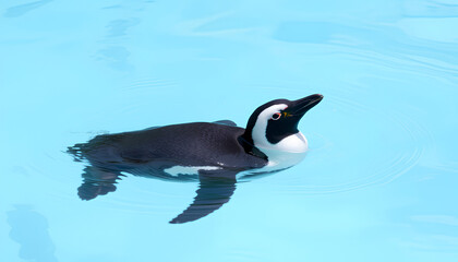 Fototapeta premium Humboldt penguin is swimming in the pool. on cold water