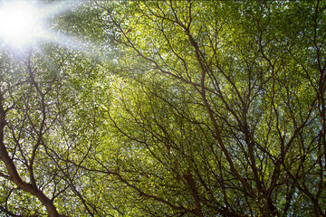 green trees on spring day sunlight is branches
